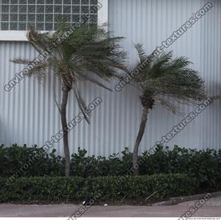 palm tree 0008